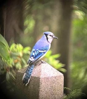 Blue Jay, Mount Auburn Cemetery - Boston, Summer 2022