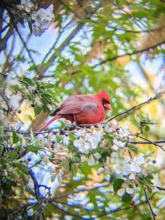 Northern Cardinal, Mount Auburn Cemetery - Boston, Spring 2021