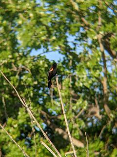 Red Winged Blackbird, Charles River Greenway - Boston, Spring 2021