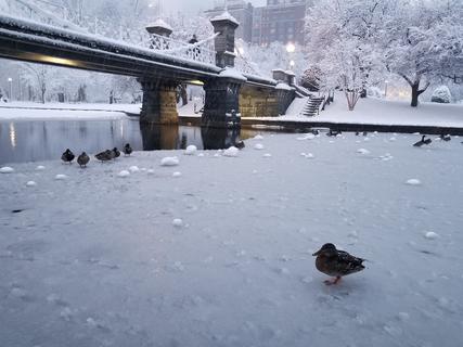 Mallard, Boston Public Garden, Winter 2021