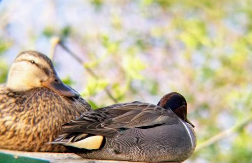 Male and Female Mallards, Boston, 2021