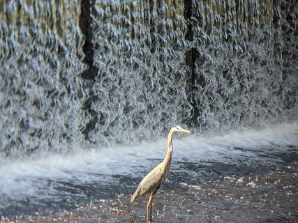 Great Blue Heron, Framingham, 2021