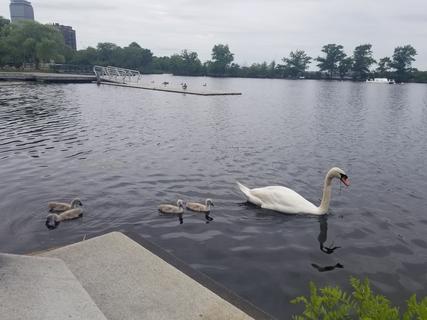 Mute swan and babies!! Charles River - Boston, 2021
