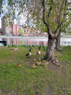 Canada Goose and goslings!! Charles River Esplanade - Boston, 2021