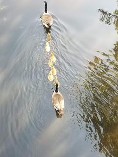 Canada Goose and goslings!! Charles River Esplanade - Boston, 2022