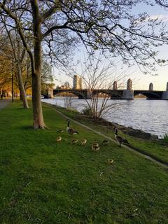 Canada Goose and goslings!! Charles River Esplanade - Boston, 2020