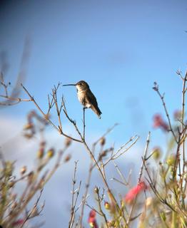 Rufous Hummingbird?, Tihuana Estuary - San Diego, Feb 2023