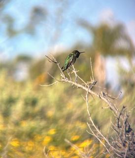 Anna's Hummingbird, Tihuana Estuary - San Diego, Feb 2023