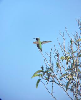 Anna's Hummingbird, Tihuana Estuary - San Diego, October 2022