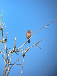 House Finch, Tihuana Estuary - San Diego, Feb 2023