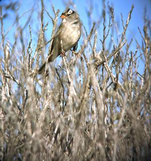 White Crowned Sparrow, Tihuana Estuary - San Diego, October 2022