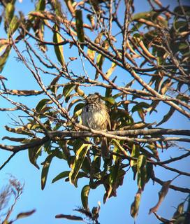 Savannah Sparrow, Tihuana Estuary - San Diego, Feb 2023