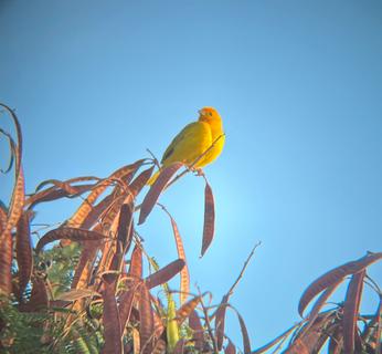 Saffron Finch, Big Island - Hawaii, Dec 2022