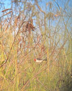 Red Billed Cardinal, Big Island - Hawaii, Dec 2022